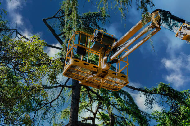 How Our Tree Care Process Works  in  Hartsdale, NY