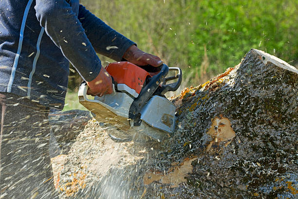 Best Seasonal Cleanup (Spring/Fall)  in Hartsdale, NY