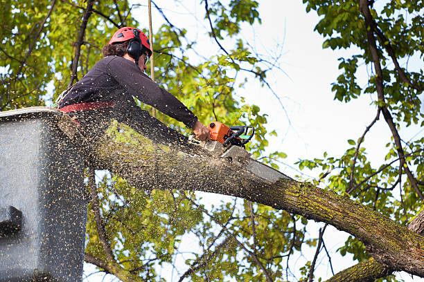 Best Organic Lawn Care Solutions  in Hartsdale, NY